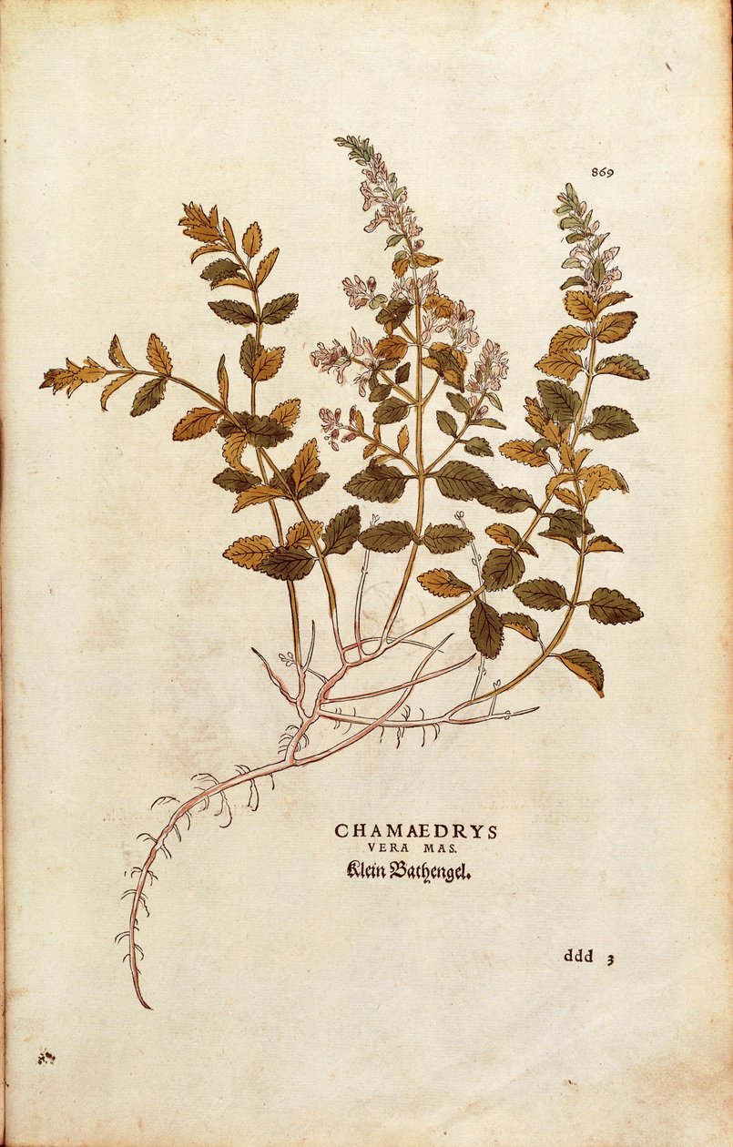 Duvar Germander - Teucrium chamaedrys (Chamaedrys vera mas), Leonhart Fuchs tarafından De historia stirpium commentarii insignes (Bitkilerin Tarihi Üzerine Önemli Yorumlar) renkli gravür by Leonhard Fuchs