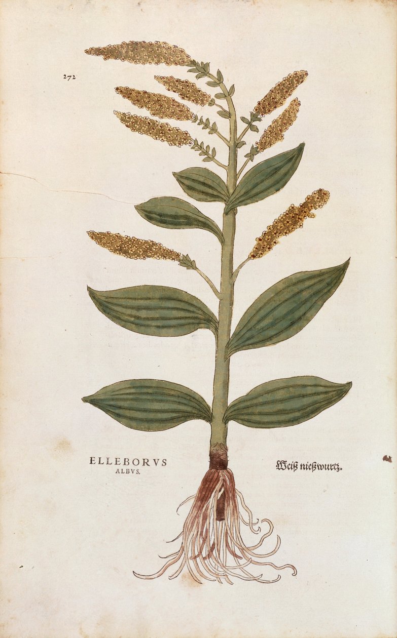 Beyaz Hellebore - Veratrum albümü (Elleborus albus) Leonhart Fuchs