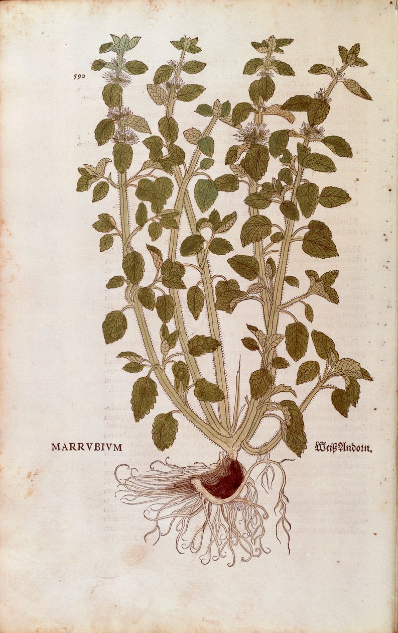 Beyaz Horehound (Marrubium vulgare), Leonhart Fuchs tarafından De historia stirpium commentarii insignes (Bitkilerin Tarihi Üzerine Önemli Yorumlar) renkli gravür by Leonhard Fuchs