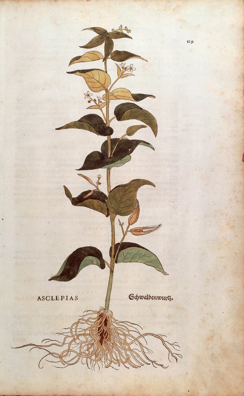 Beyaz Kırlangıçotu - Cynanchum vincetoxicum (Asclepias) Leonhart Fuchs tarafından De historia stirpium commentarii insignes (Bitkilerin Tarihi Üzerine Önemli Yorumlar) renkli gravür by Leonhard Fuchs