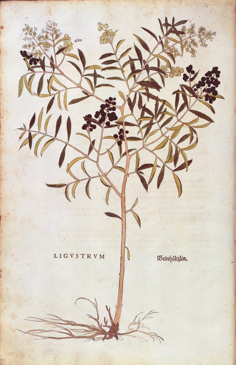 Vahşi Privet (Ligustrum vulgare) Leonhart Fuchs tarafından De historia stirpium commentarii insignes (Bitkilerin Tarihi Üzerine Önemli Yorumlar) renkli gravür by Leonhard Fuchs
