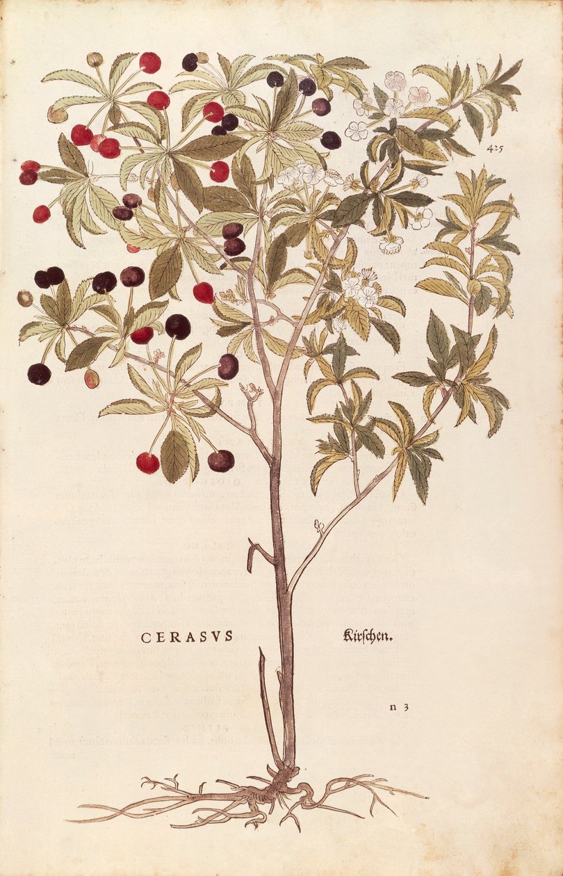 Yabani kiraz - Prunus avium (Cerasus), Leonhart Fuchs tarafından De historia stirpium commentarii insignes (Bitkilerin Tarihi Üzerine Önemli Yorumlar) renkli gravür by Leonhard Fuchs