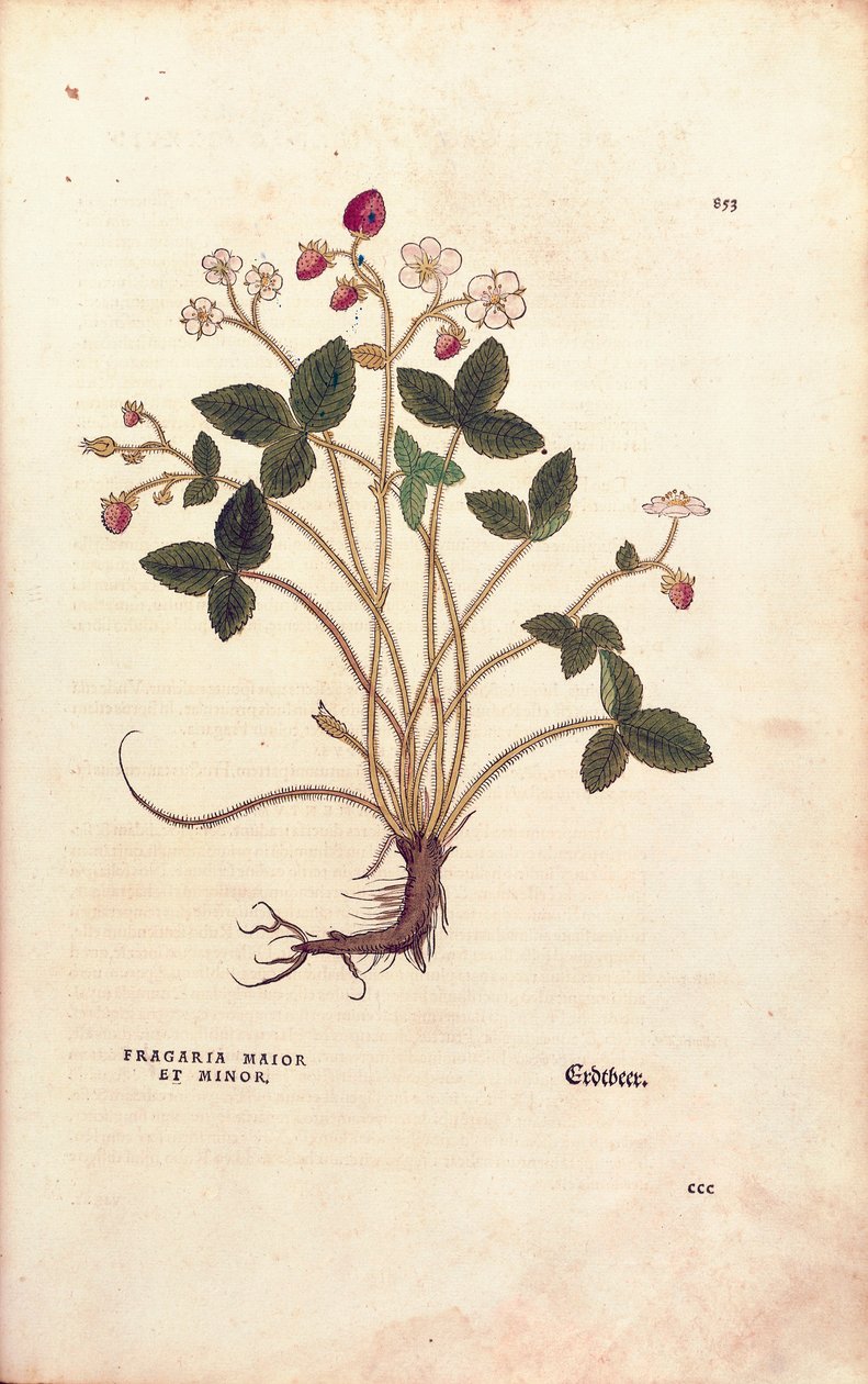 Ormanlık çilek - Fragaria vesca (Fragaria maior et minör) Leonhart Fuchs tarafından De historia stirpium commentarii insignes (Bitkilerin Tarihi Üzerine Önemli Yorumlar), renkli gravür by Leonhard Fuchs
