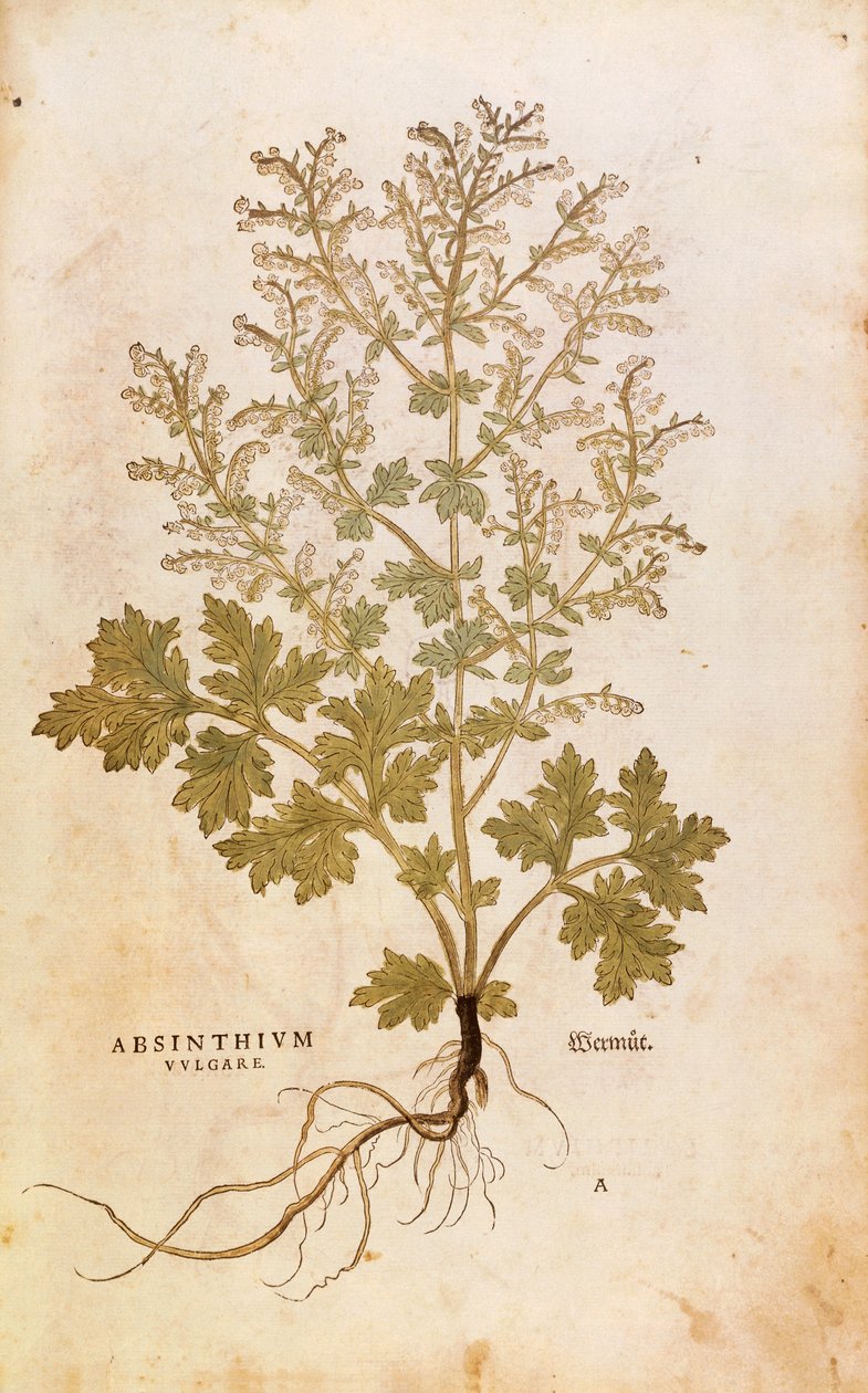 Pelin - Artemisia absinthium (Absinthium vulgare), Leonhart Fuchs tarafından De historia stirpium commentarii insignes (Bitkilerin Tarihi Üzerine Önemli Yorumlar), renkli gravür by Leonhard Fuchs