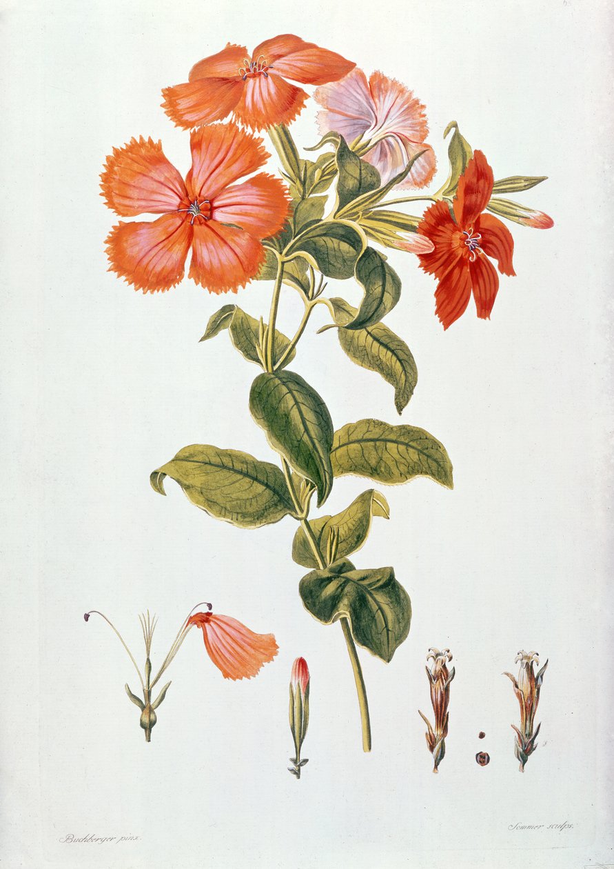Lychnis coronaria, "Thesaurus Botanicus"tan, 1819 by Leopold Trattinick