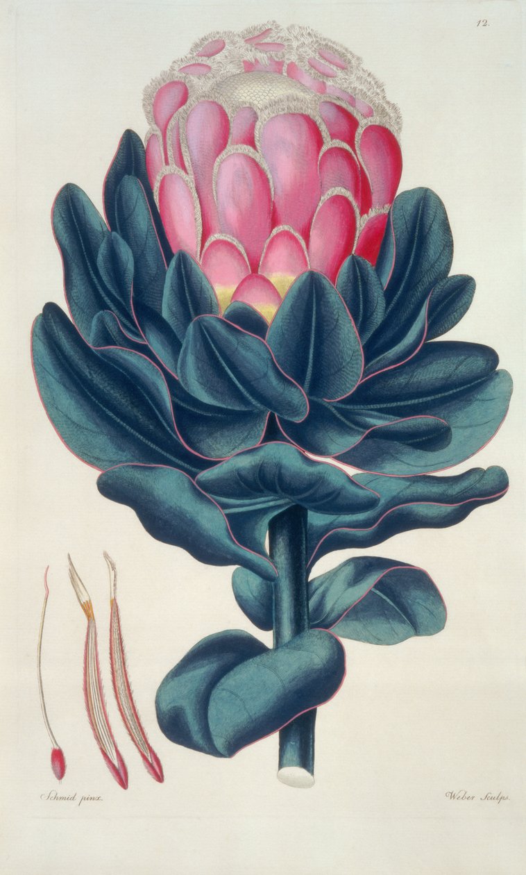 Protea speciosa, Perigonia pistil (pl.12) 