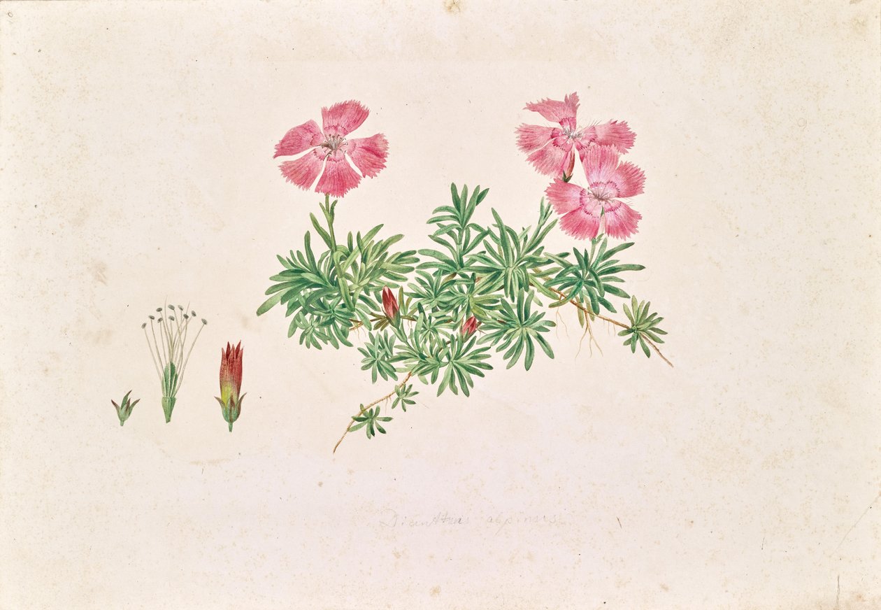 by Leopold von Stoll