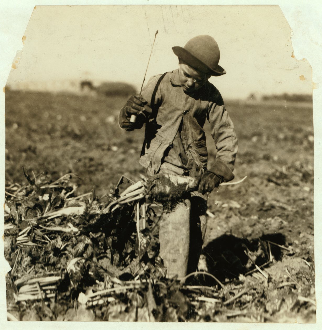 Alex Reiber aged 7 carries on topping sugar beets after 