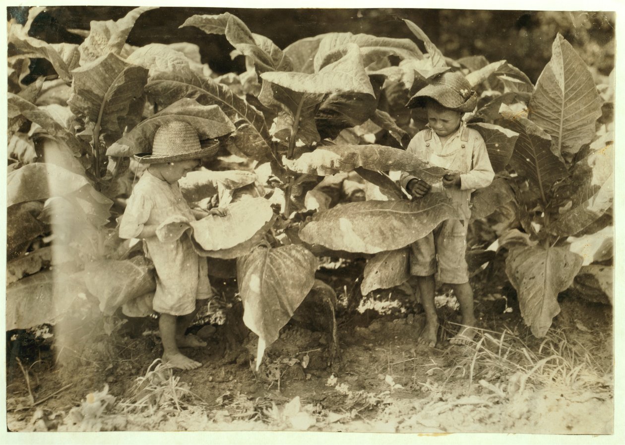 Amos 6 ve Horace 4, babaları John Neal için bütün gün solucan ve enayi tütün bitkileri Warren County, Albaton, Kentucky, 1916 by Lewis Wickes Hine