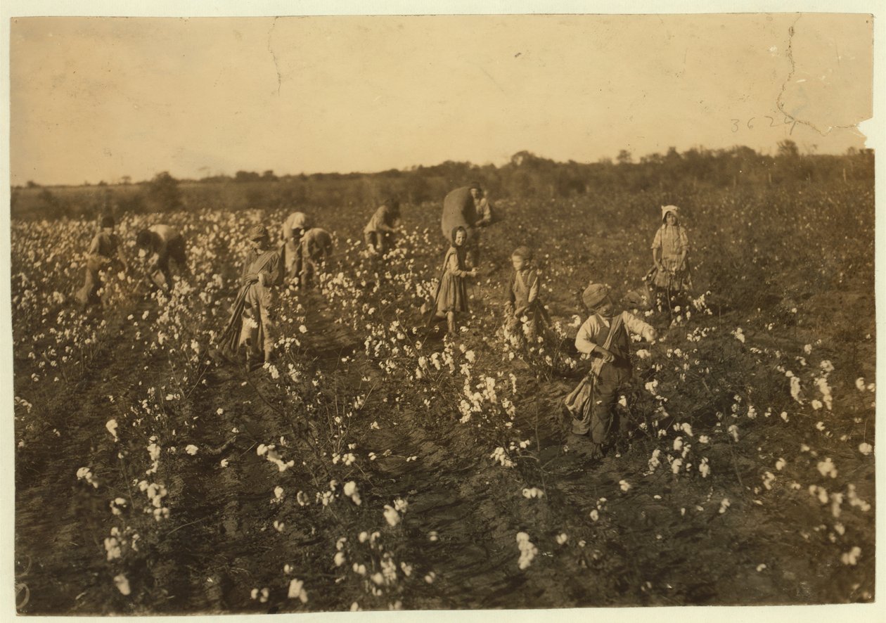 McKinney, Teksas yakınlarında pamuk toplayan aile, 1913 by Lewis Wickes Hine