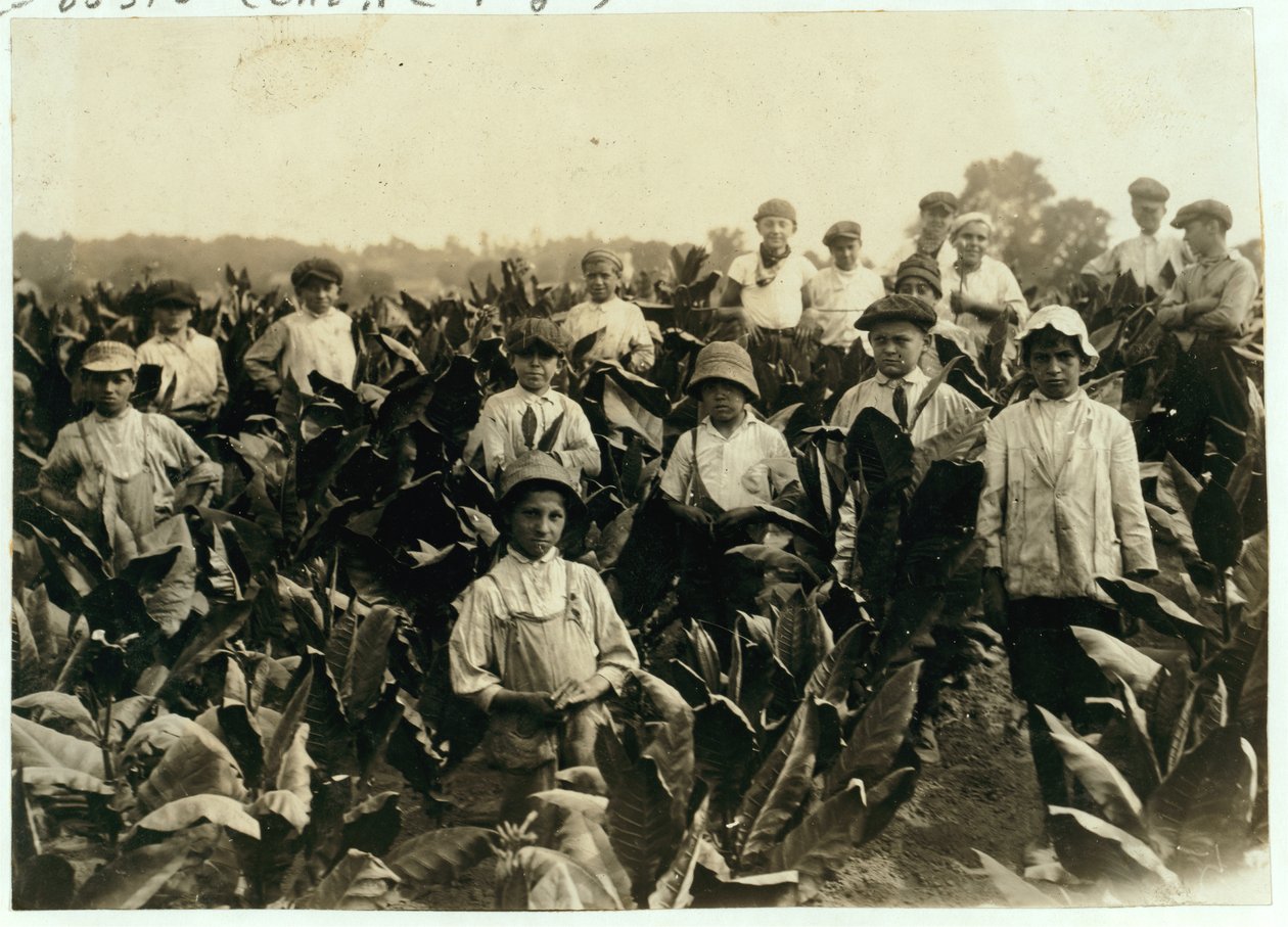 Goodrich Tütün Çiftliği, Gildersleeve yakınlarında, Connecticut, 1917 by Lewis Wickes Hine