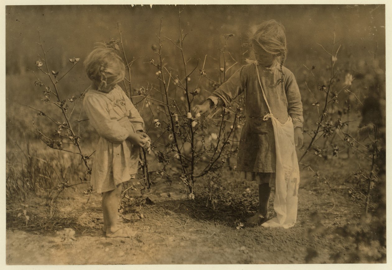 4 yaşındaki Millie, günde 8 kilo pamuk topluyor ve Nellie 5, Houston, Teksas yakınlarındaki bir çiftlikte 30 kilo alıyor, 1913 by Lewis Wickes Hine