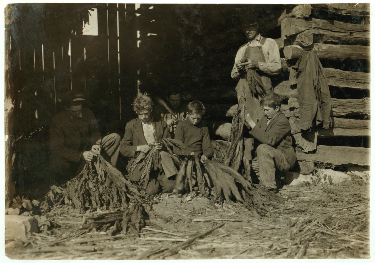 Sons of J.H. Burch aged 12, 14 und 17 stripping tobacco during school hours at Warren County, Rockfield, Kentucky, 1916  by Lewis Wickes Hine