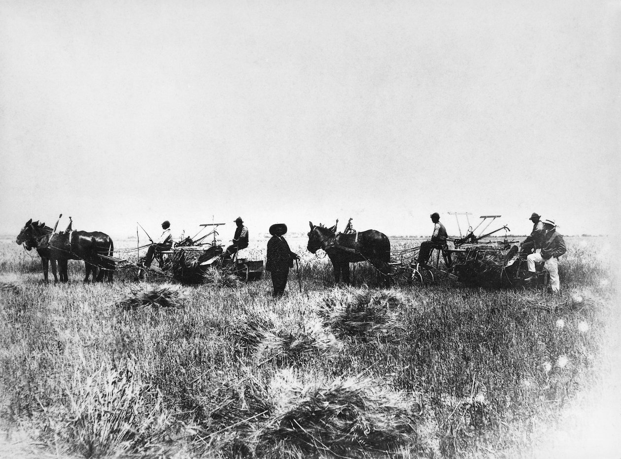 Policoro tarlalarında saman kesmek, atlı ve arabalı çiftçiler, Basilicata, 1900