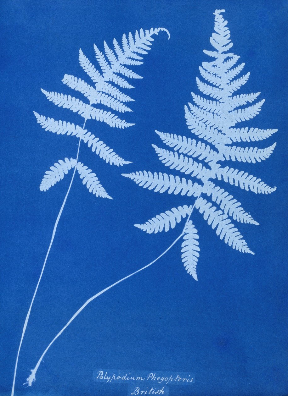 Polypodium phegopteris
