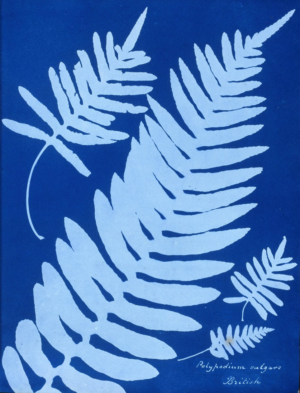 Polypodium vulgare siyanotipi by Unbekannt Unbekannt