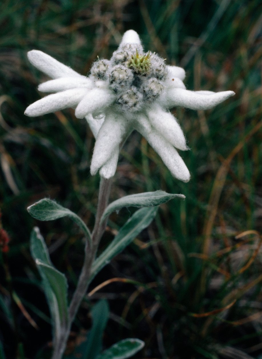 Edelweiss (fotoğraf) by Unbekannt Unbekannt