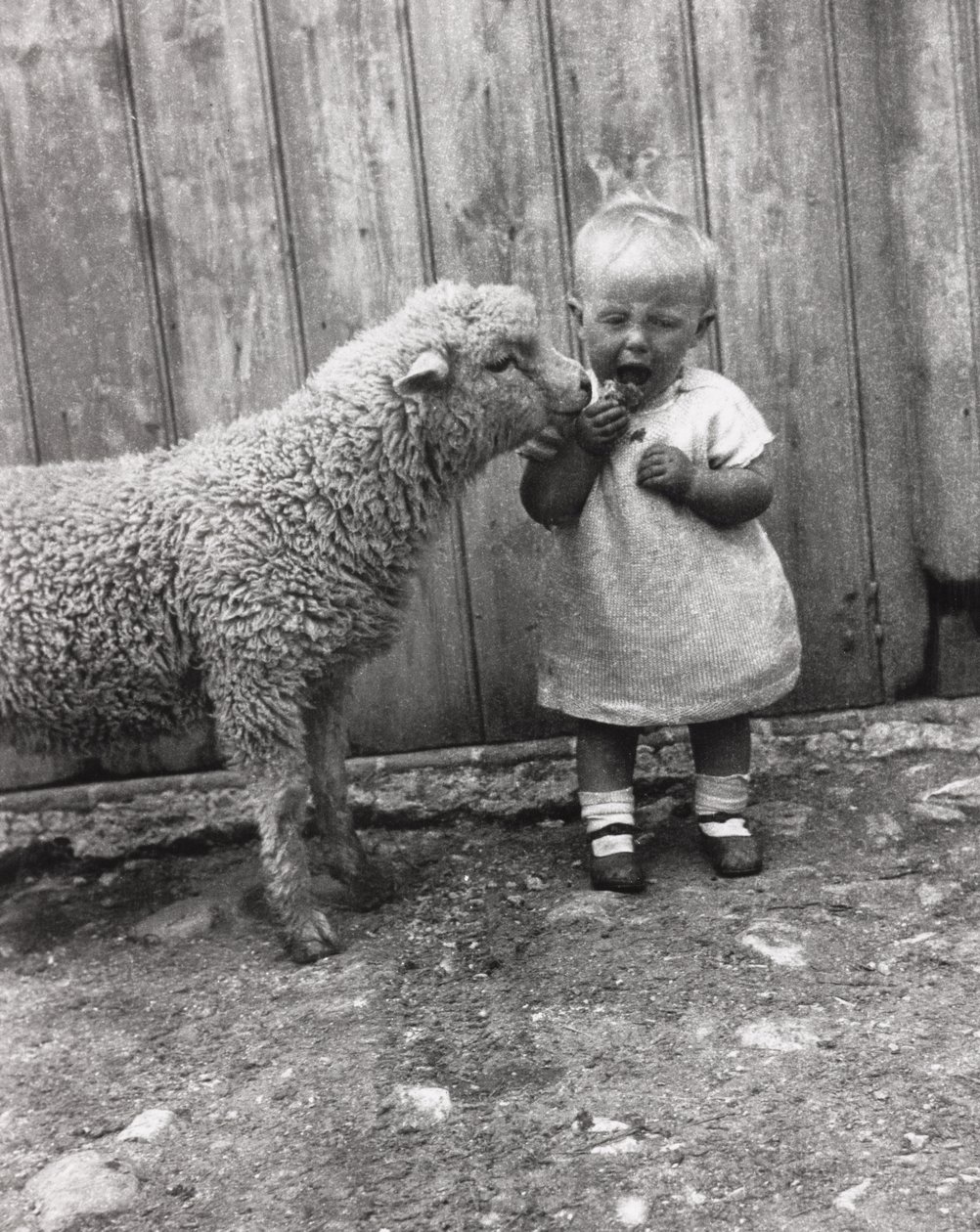 Küçük bir çocuğun atıştırmalıklarına yakından ilgi gösteren kuzu, 1930