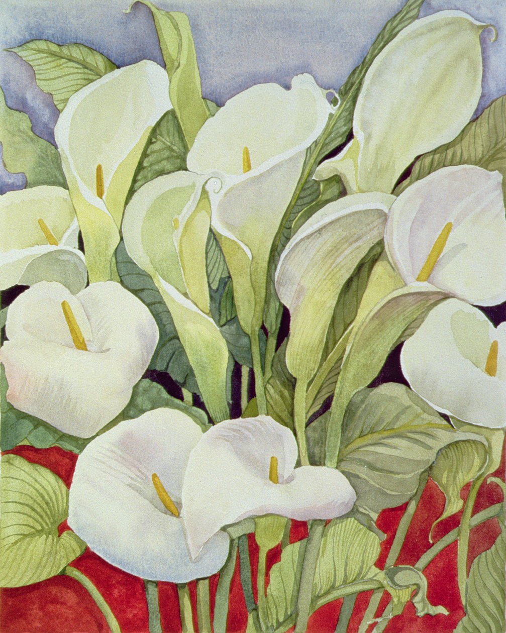 Arum Zambakları, 1978 by Lillian Delevoryas