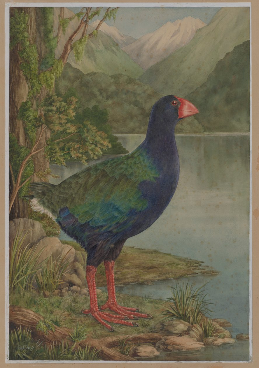 Takahe suluboya çizimi by Lily Attey Daff