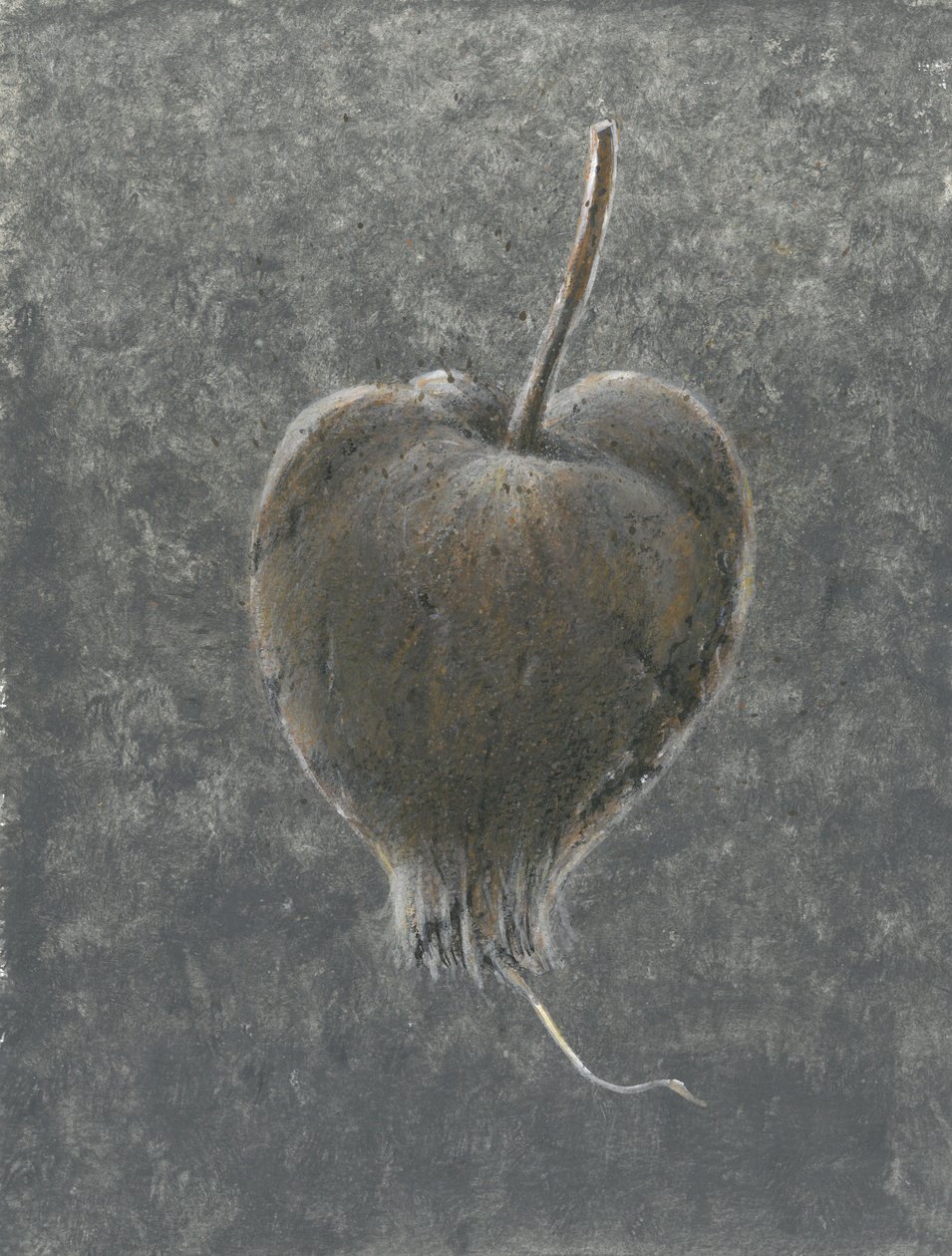 Barringtonia Acutangula (kağıt üzerinde akrilik) by Lincoln Seligman