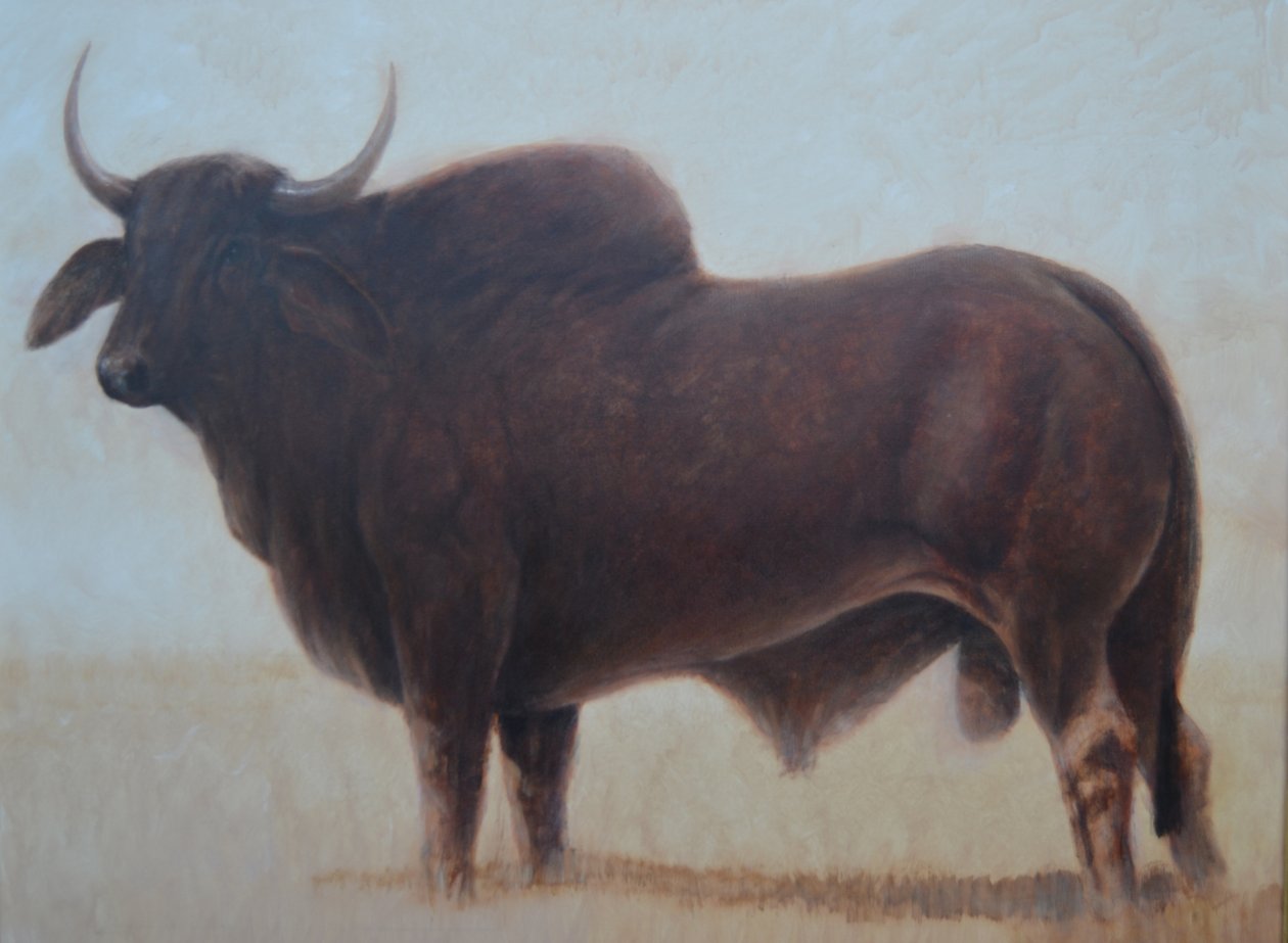 Brahman Boğası by Lincoln Seligman