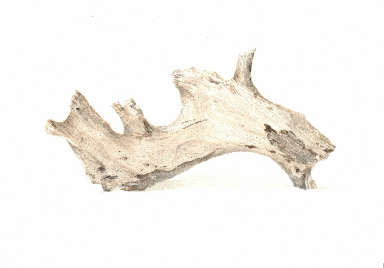 Driftwood, 2015 by Lincoln Seligman