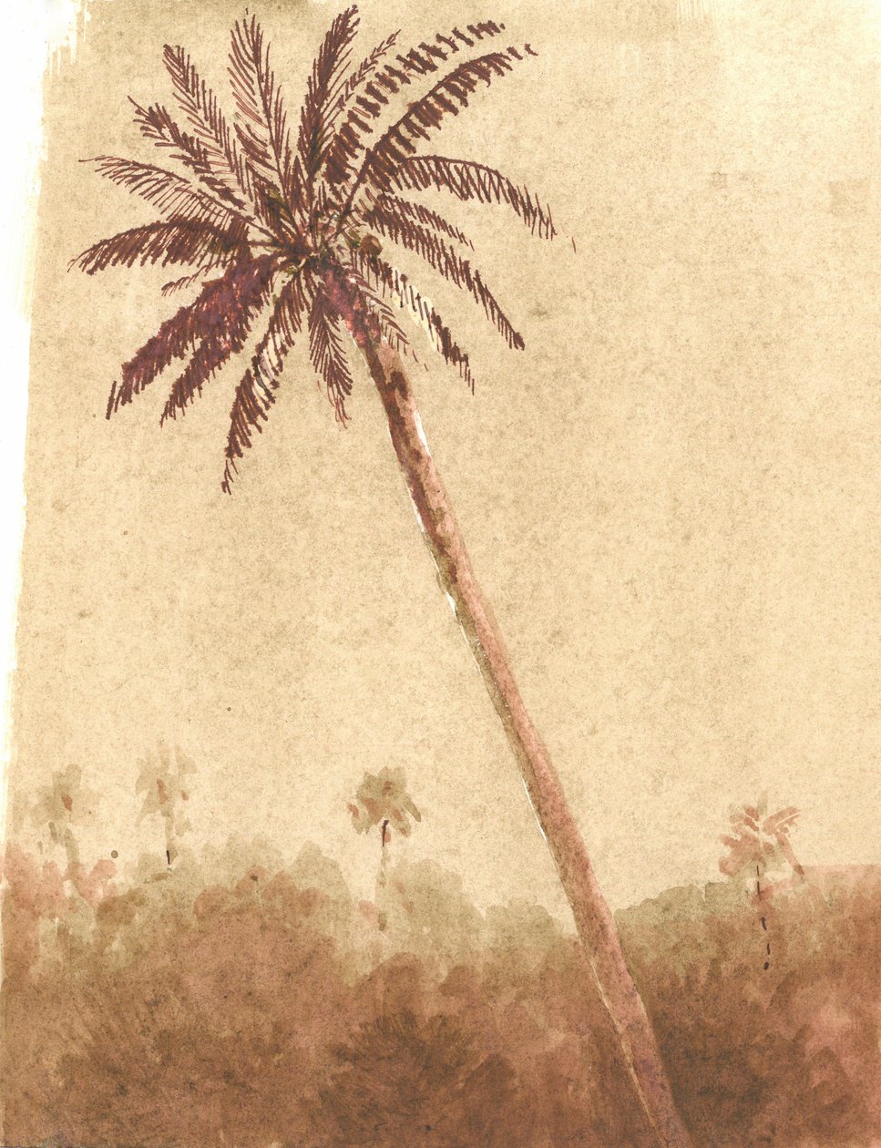 Palmiye Ağacı, 2015 by Lincoln Seligman