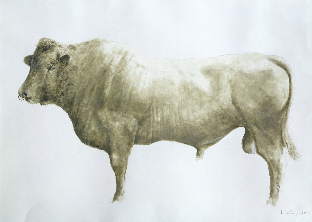 Islay Bull, 2004 (tuval üzerine akrilik) by Lincoln Seligman