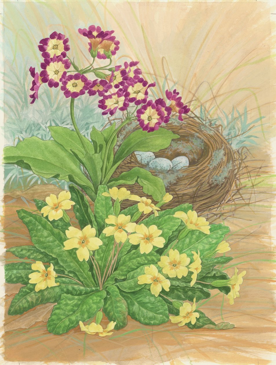 Auricula, Primrose ve Nest, 1998 (kağıt üzerinde wc) by Linda Benton