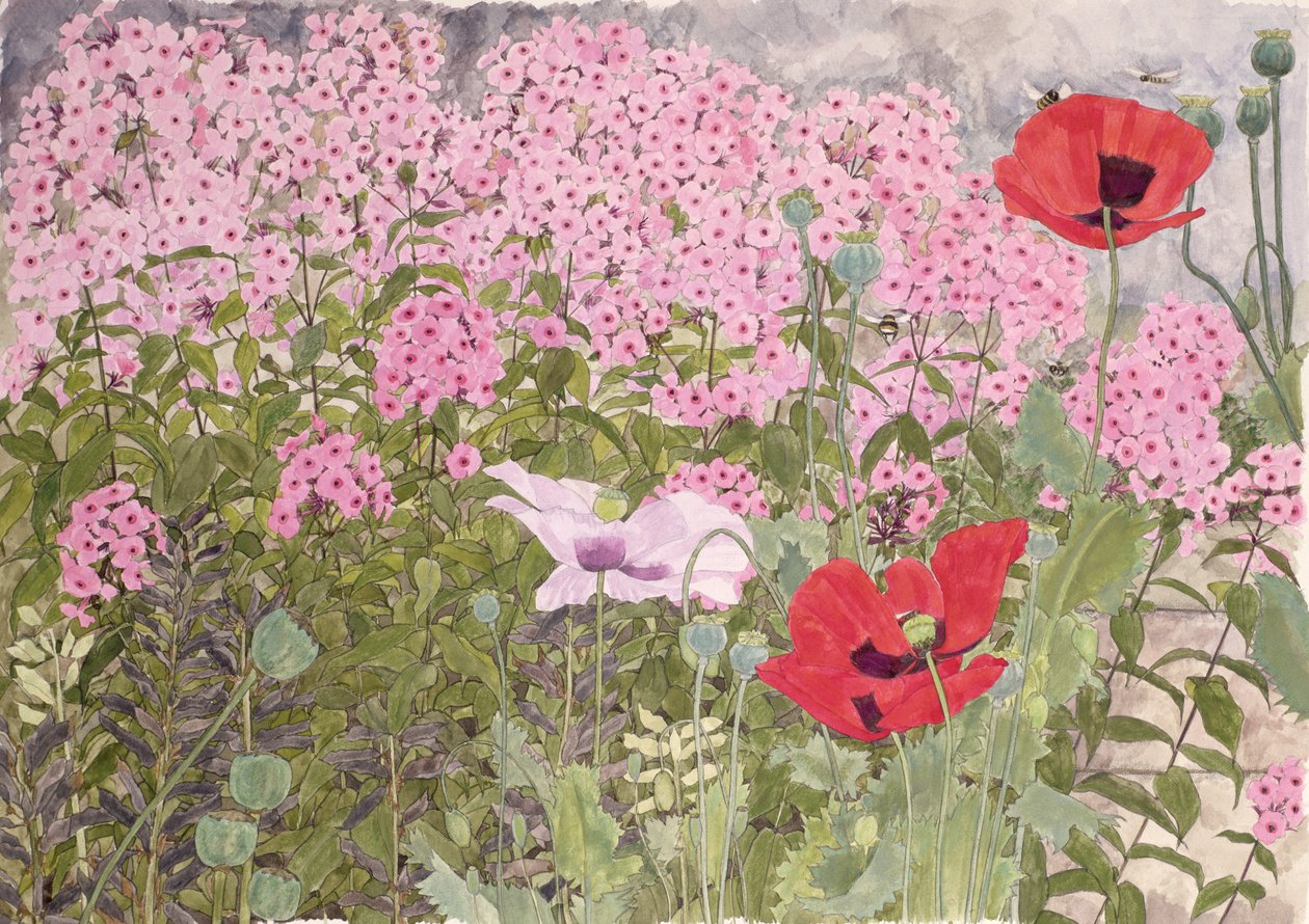 haşhaş ve phlox by Linda Benton