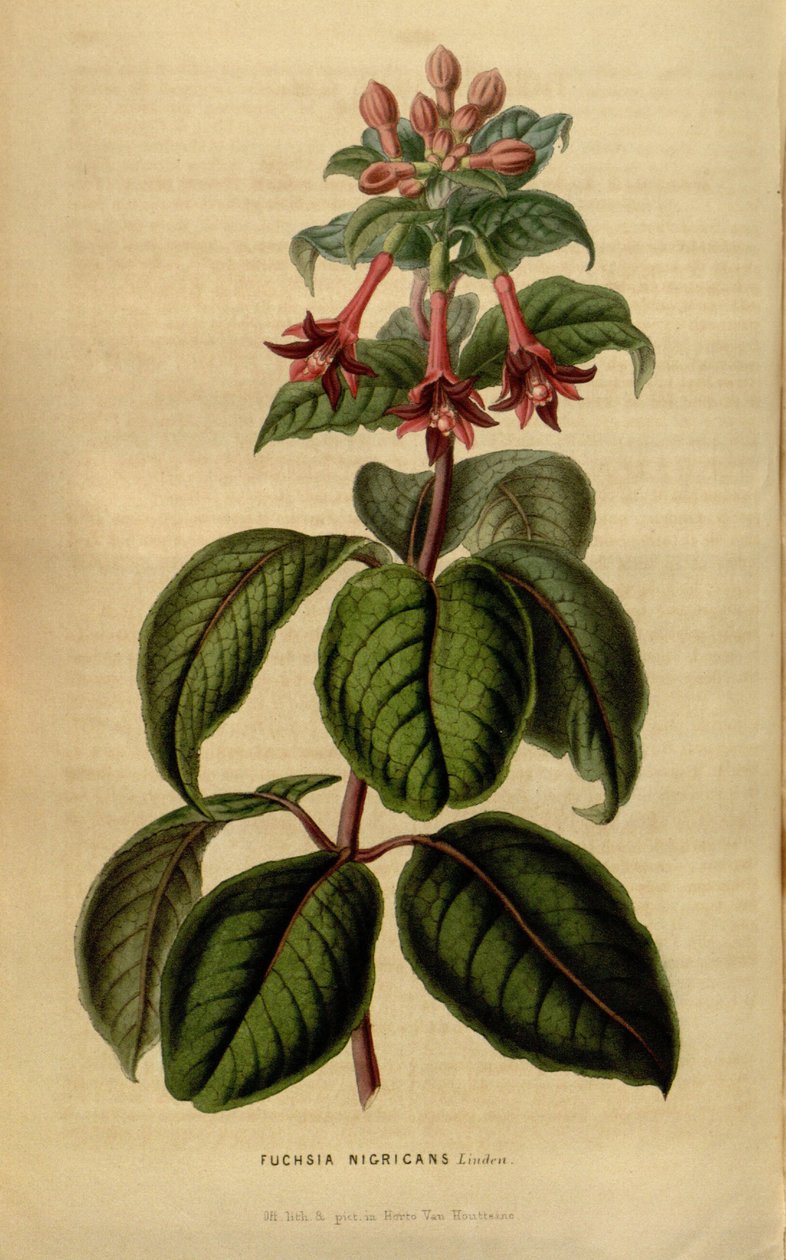 Fuşya sylvatica by Linden