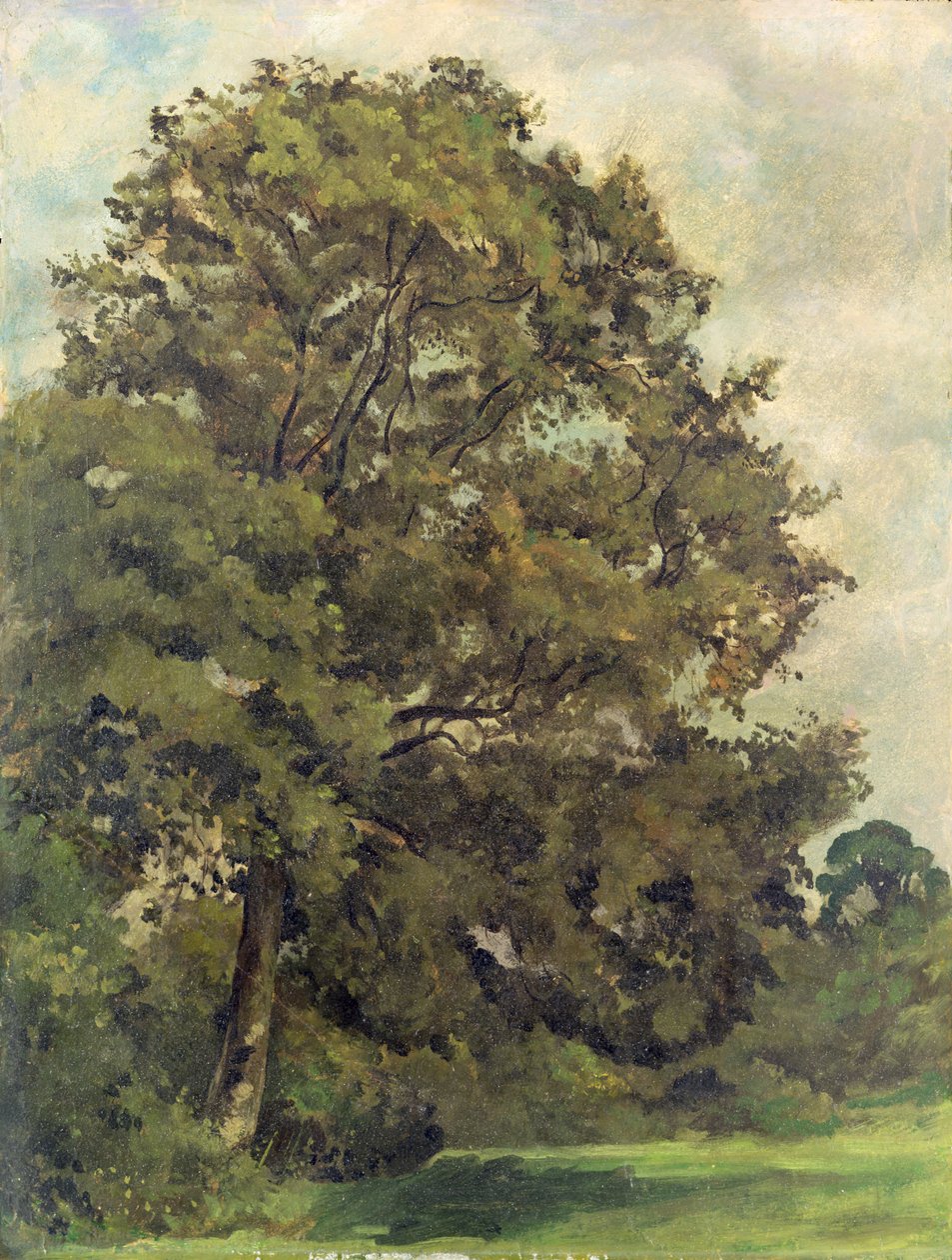 Dişbudak Ağacı Çalışması, c.1851 (panel üzerine kağıt üzerine yağlı boya) by Lionel Constable