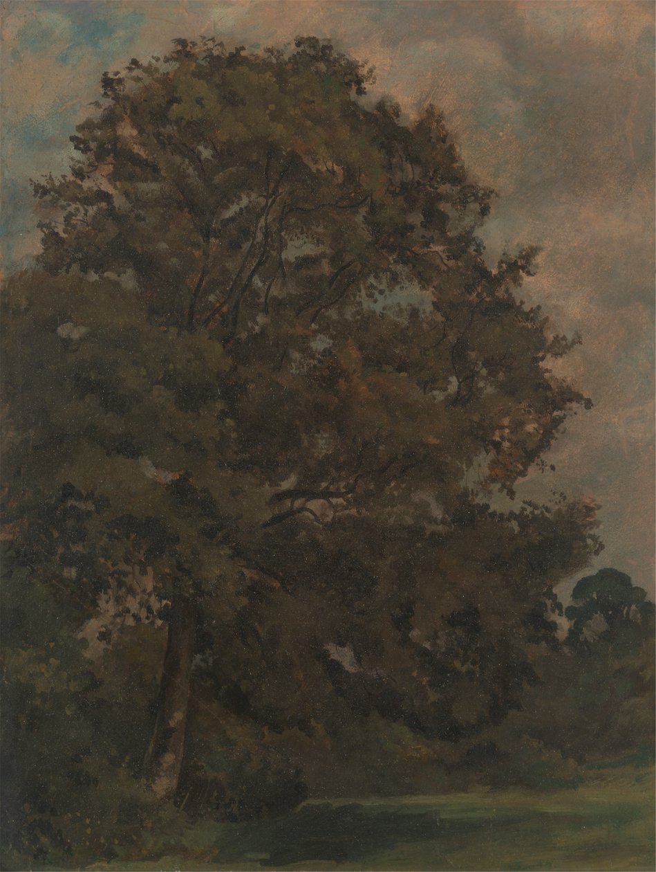 Dişbudak Ağacı Çalışması by Lionel Constable
