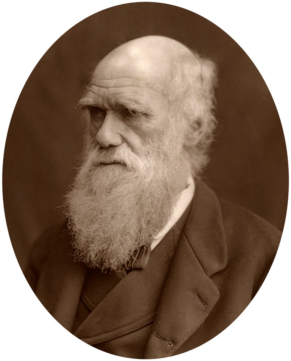 Charles Darwin, 1878. by Lock and Whitfield