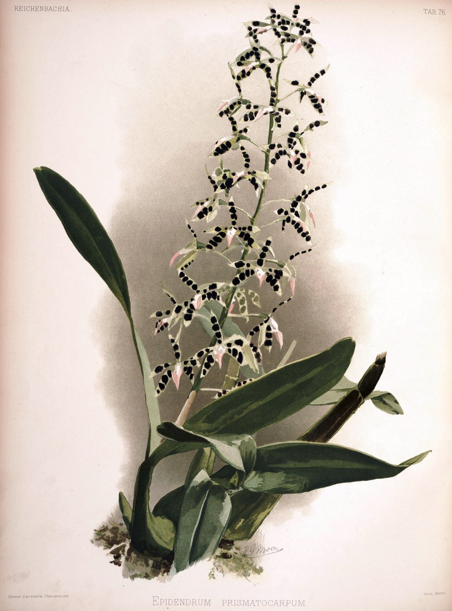 Prosthechea prismatocarpa syn.: Epidendrum prismatocarpum by London H. Sotheran and Co.