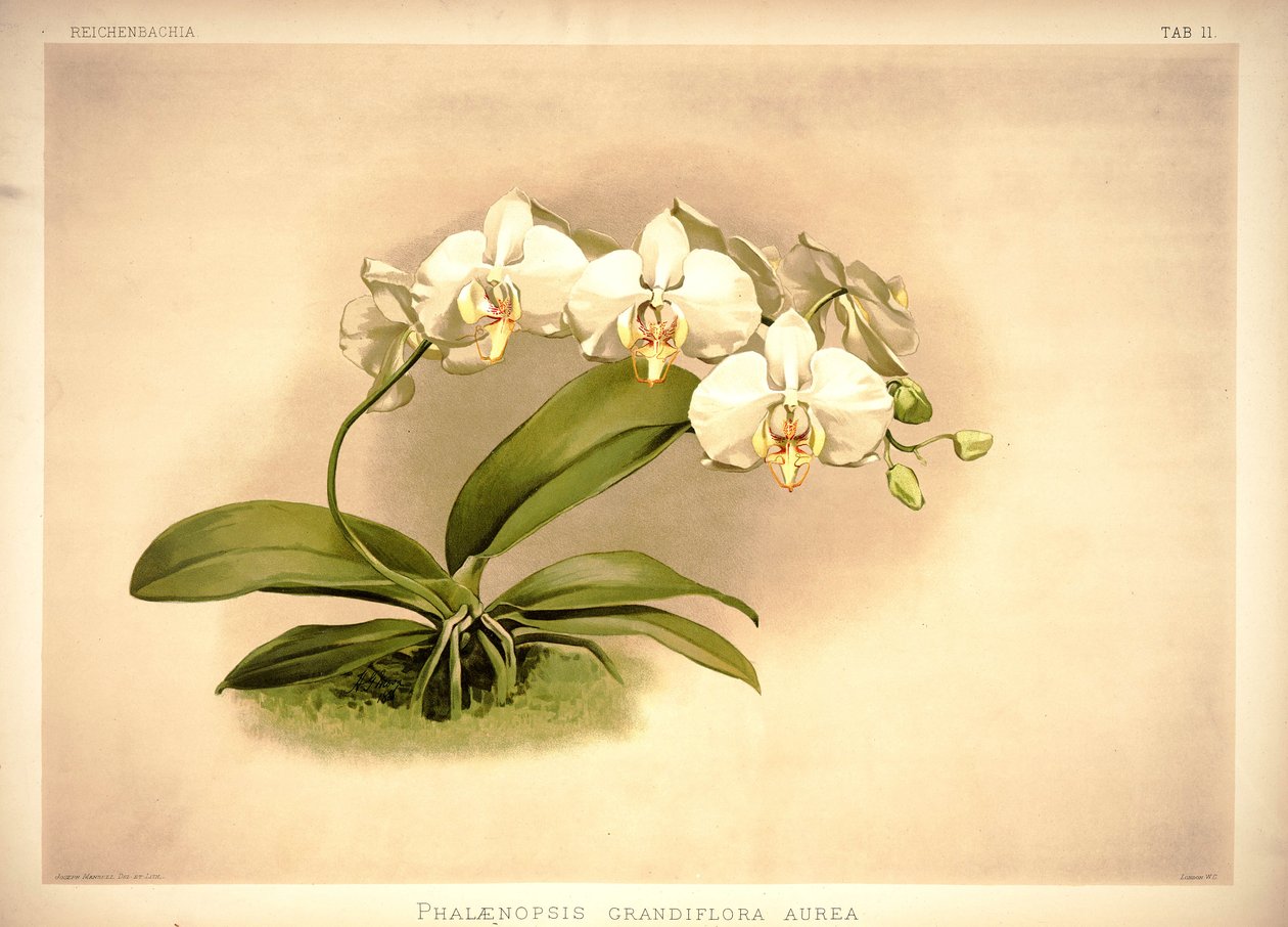 hoş by London H. Sotheran and Co.