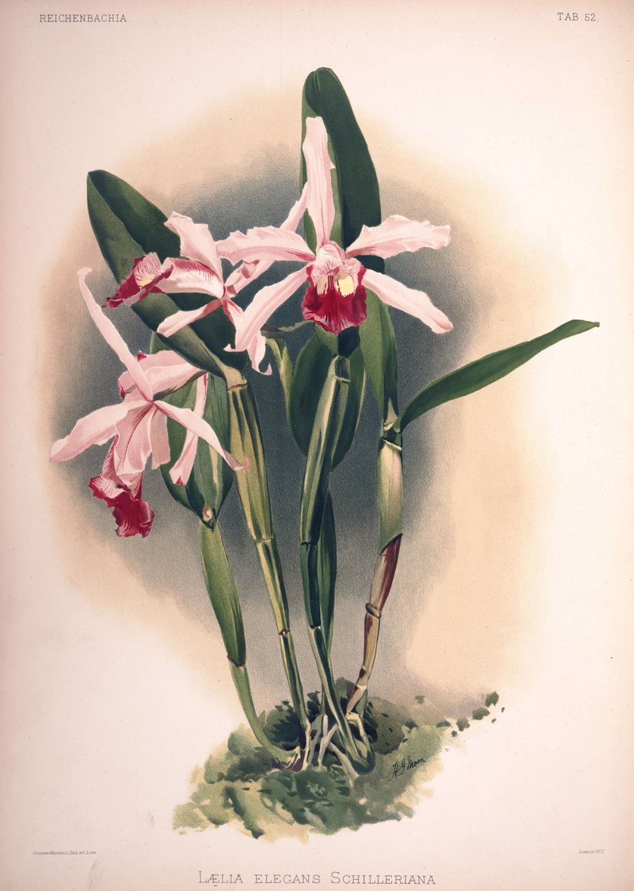 Cattleya × elegans, eşanlamlı: Laelia × elegans var. şileriana by London H. Sotheran and Co.