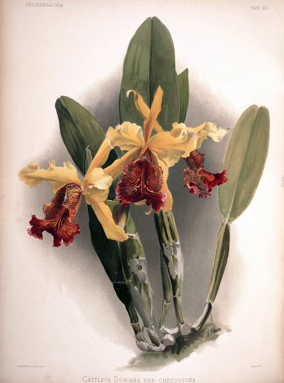 Cattleya dowiana var. aurea as syn.: Cattleya dowiana var. krizotoksa by London H. Sotheran and Co.