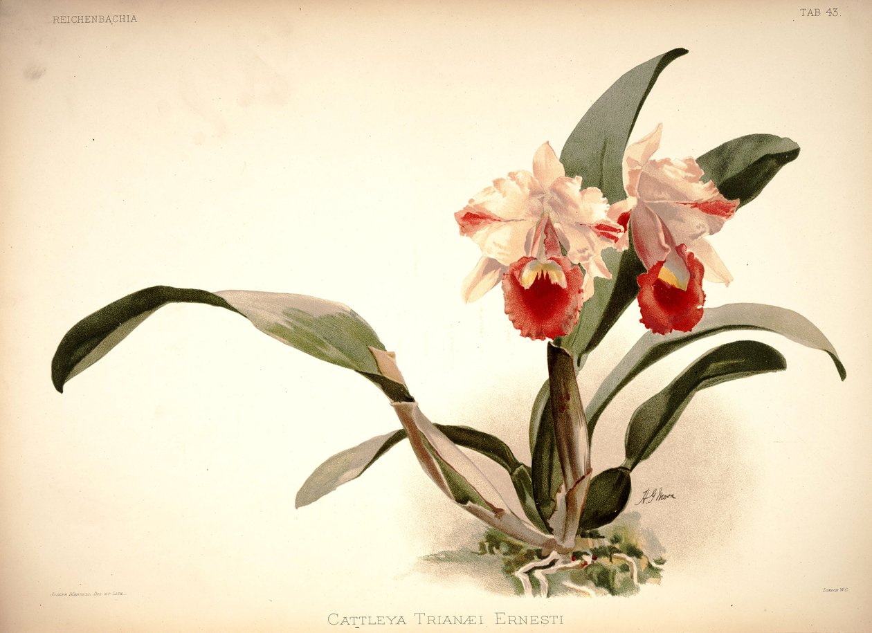 Cattleya üçlüsü by London H. Sotheran and Co.