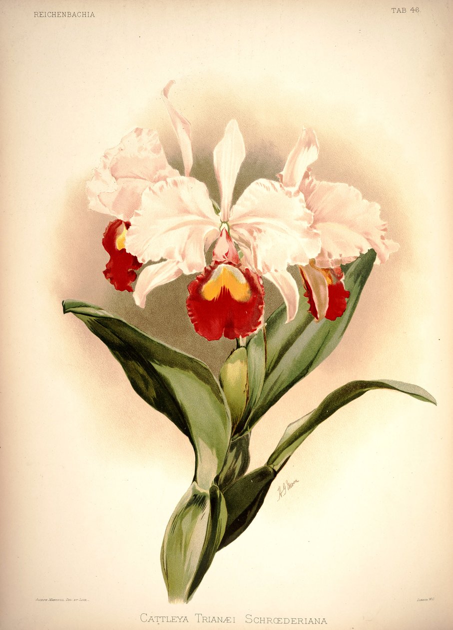 Cattleya üçlüsü by London H. Sotheran and Co.