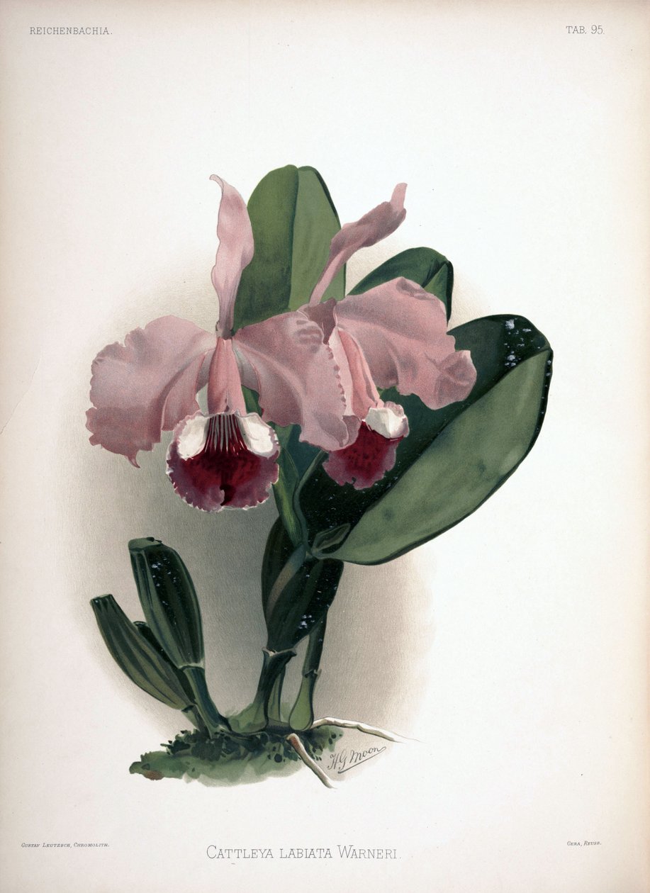 Cattleya warneri as syn .: Cattleya labiata var. uyarıcı by London H. Sotheran and Co.