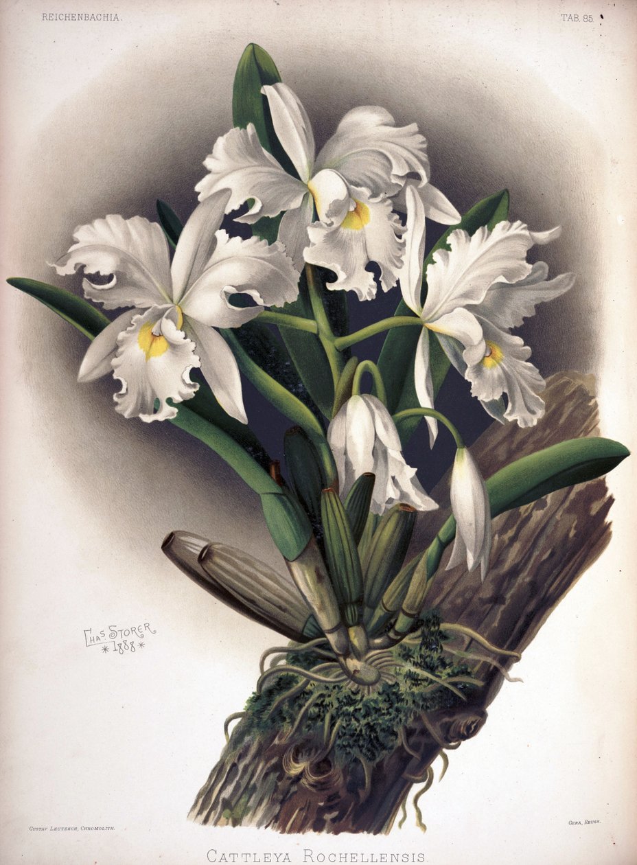 Cattleya warscewiczii as syn: Cattleya warscewiczii f. rochellensis by London H. Sotheran and Co.