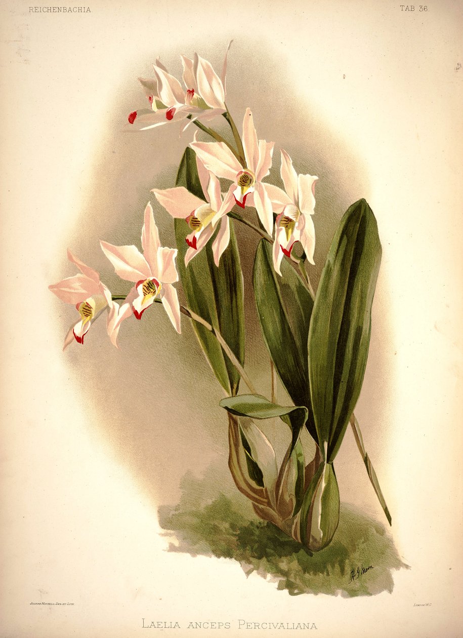 Laelia şüpheli by London H. Sotheran and Co.
