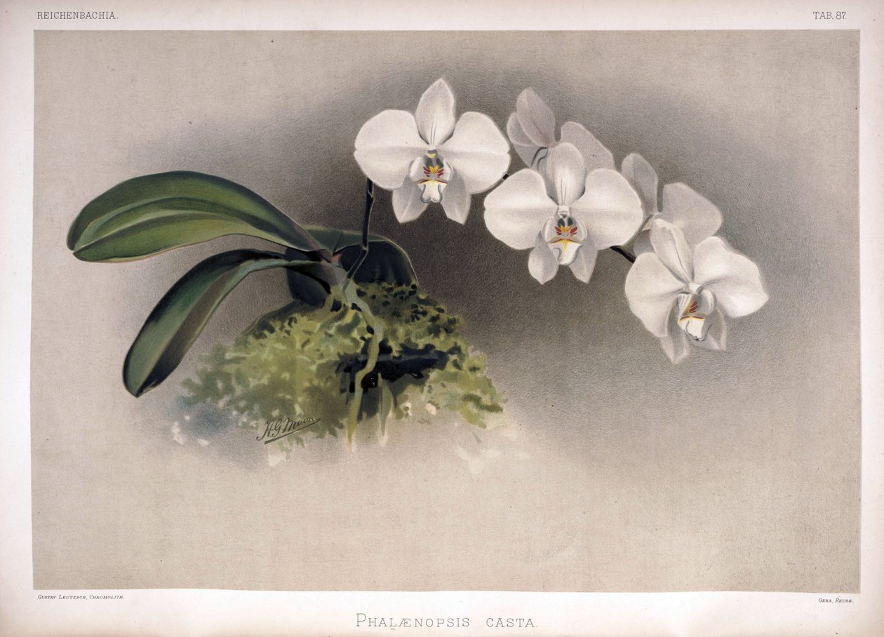 Phalaenopsis × leucorrhoda syn olarak by London H. Sotheran and Co.