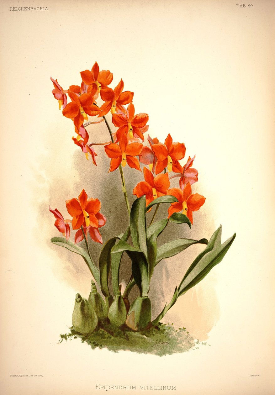 Vitellin ekledim by London H. Sotheran and Co.