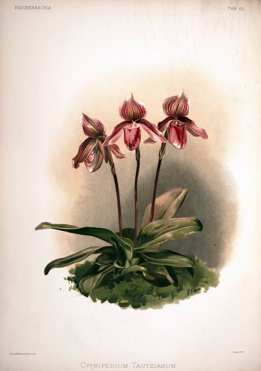 Cypripedium × tautzianum çeşidi = (Paphiopedilum barbatum × Paphiopedilum niveum) by London H. Sotheran and Co.