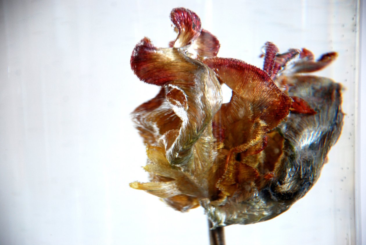 Su Lalesi 4, 2013, fotoğraf by Lou Gibbs
