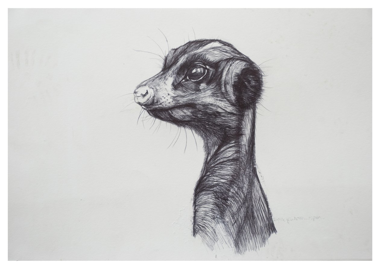 Meerkat,2016,(kağıt üzerinde biro) by Lou Gibbs