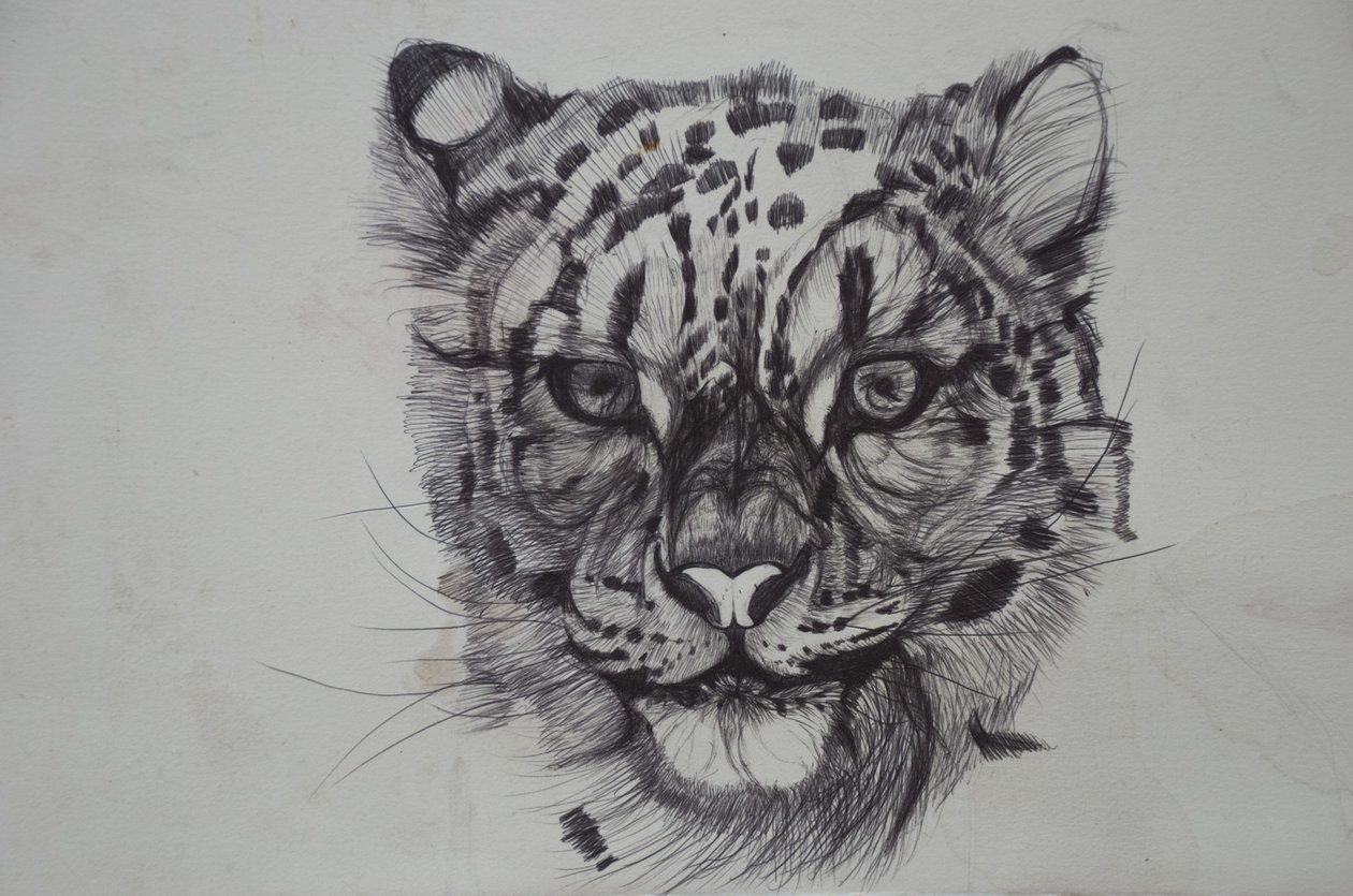 Snow Leopard,2016,(kağıt üzerinde biro) by Lou Gibbs